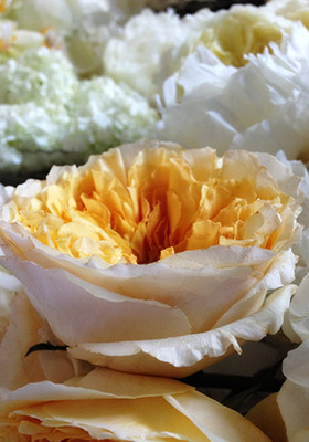 Jen Jakobsen Floral Construction: Home page -  apricot rose