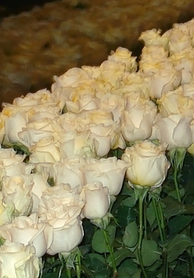 Jen Jakobsen Floral Construction: Home page -  white stem roses