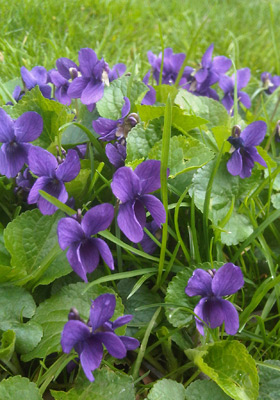 Jen Jakobsen Floral Construction: wildflowers violets