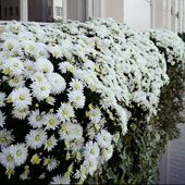 Jens Jakobson Garden: white chrysanthemum window box