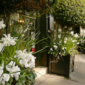 Jens Jakobson Garden: Joanna Wood shop planters - white cyclamen and narcissi