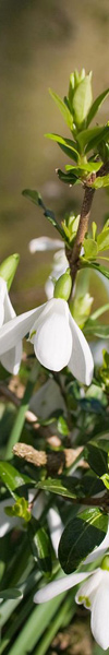 Jens Jakobsen Floral Construction: snowdrops