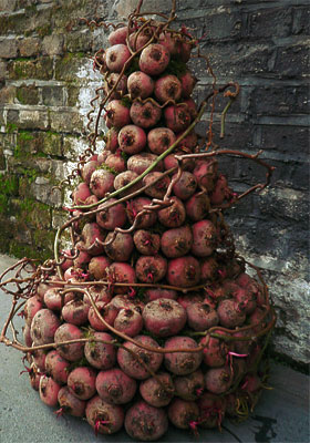 Jen Jakobsen Floral Construction: Home page - Beetroot cake