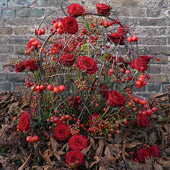 Jens Jakobson Christmas: red roses and winter leaves