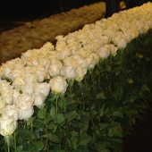 Jens Jakobson Events: white long stemmed roses