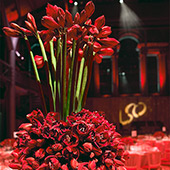 Jens Jakobson Events: LSO red amaryllis
