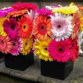 Jens Jakobson Events: Barbican event, multi coloured gerbera