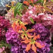 Jens Jakobson Events:  multi-coloured hydrangea, cherry-blossom and nerine