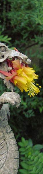 Jens Jakobsen Events, Touchwood Aquilegia Dragon's Breath aquilegia