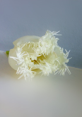Jen Jakobsen Floral Construction: Home flowers:  white fringed tulip