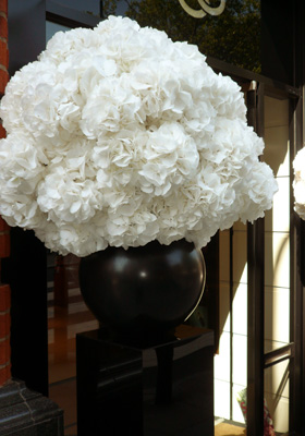 Jen Jakobsen Floral Construction Home page flowers: white hydrangea