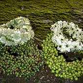 Jens Jakobson Wedding: Art Deco - astrantia elderberry star of bethlehem