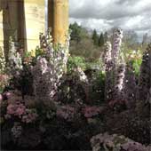 Jens Jakobson: Wedding flowers, delphinium, sweetpea, hydranger