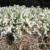 Jens Jakobson: Wedding flowers, lily of valley