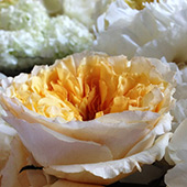 Jens Jakobson Wedding: David Austin apricot rose