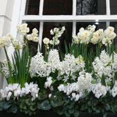 Jens Jakobson Garden: Spring window-box