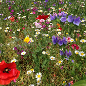 Jens Jakobson Garden: wildflowers