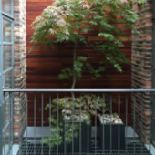 Jens Jakobson Garden: green acer in planter