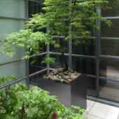 Jens Jakobson Garden: green acer in planter