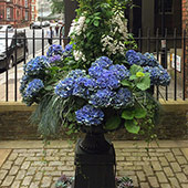 Jens Jakobson Garden: blue hydrangea shrub in fountain planter