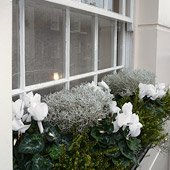 Jens Jakobson Garden: window box, white cyclamen