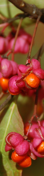 Jens Jakobsen Gardens - Euonymus Europaeus