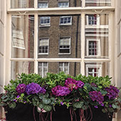Jens Jakobson Garden: London window box, hydranger and cyclamen