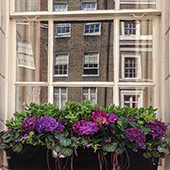 Jens Jakobson Garden: London window box, hydranger and cyclamen